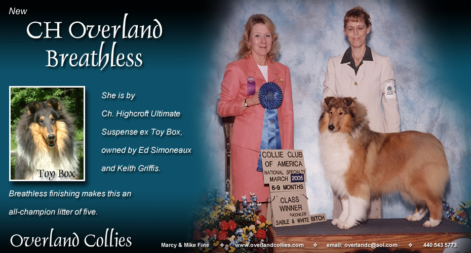 Overland Collies -- CH Overland Breathless