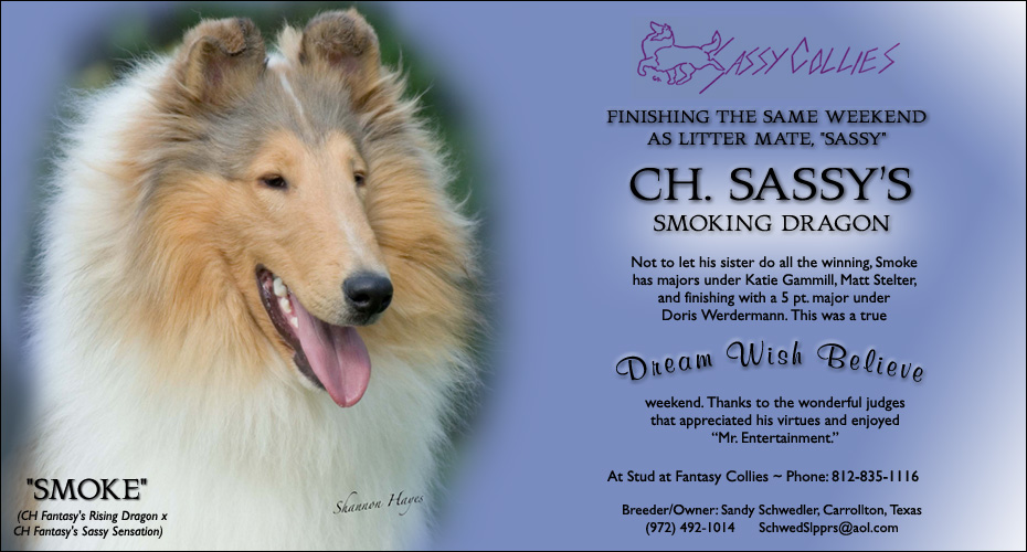 Sassy Collies -- CH Sassy's Smoking Dragon
