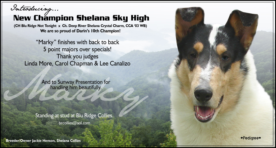 Shelana Collies -- CH Shelana Sky High