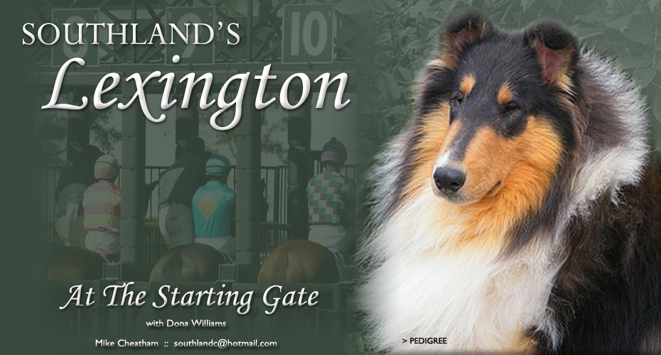 Southland Collies -- Southland Lexington