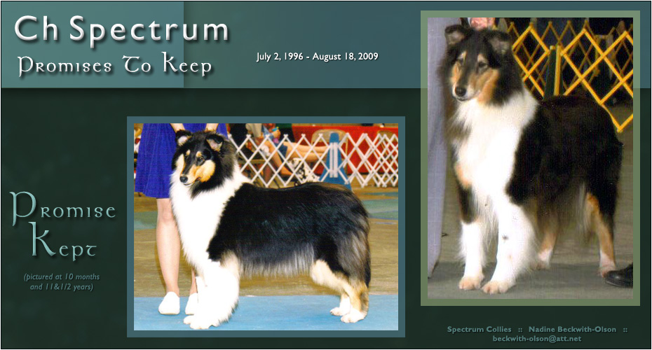 Spectrum Collies -- In loving memory of CH Spectrum Promises To Keep