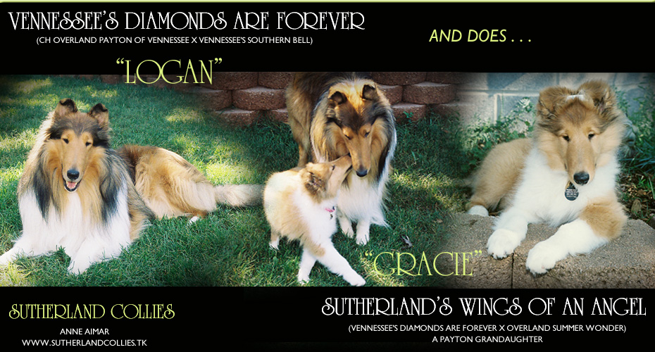 Sutherland Collies -- Vennessee's Diamonds Are Forever and Sutherland's Wings Of An Angel