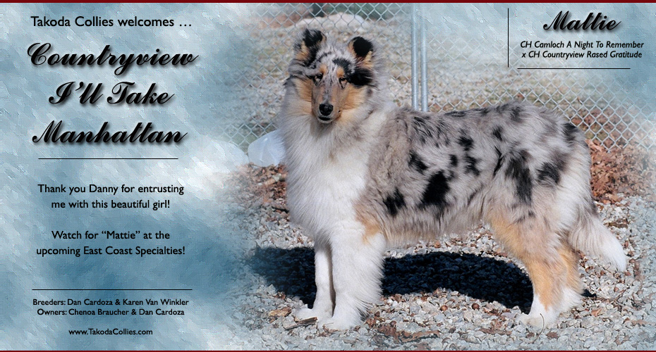 Takoda Collies -- Countryview I'll Take Manhattan