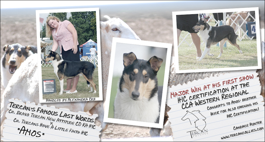 Tercan Collies -- Tercan's Famous Last Words