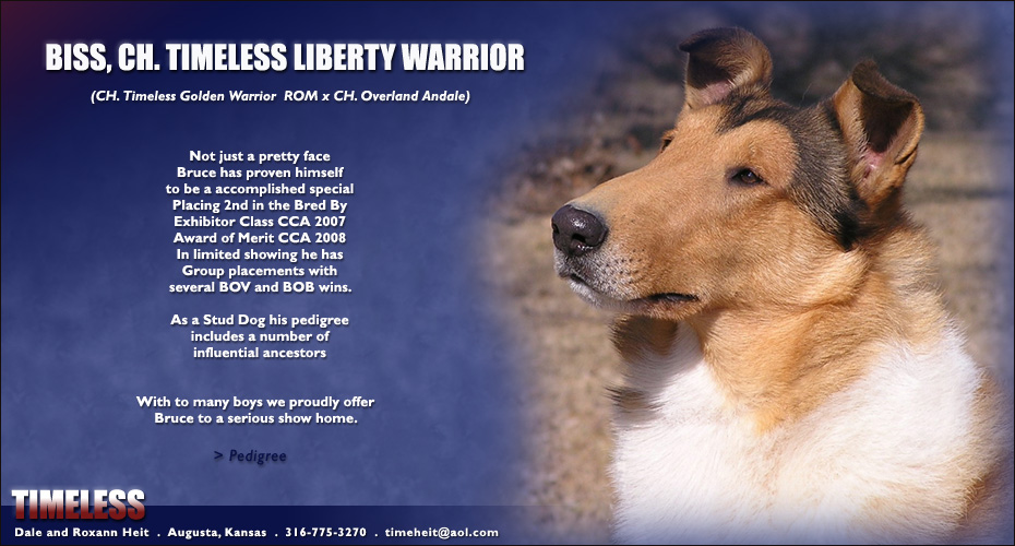 Timeless -- CH Timeless Liberty Warrior
