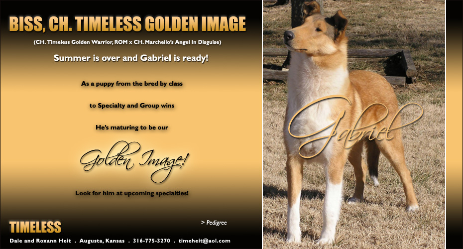 Timeless Collies -- CH Timeless Golden Image