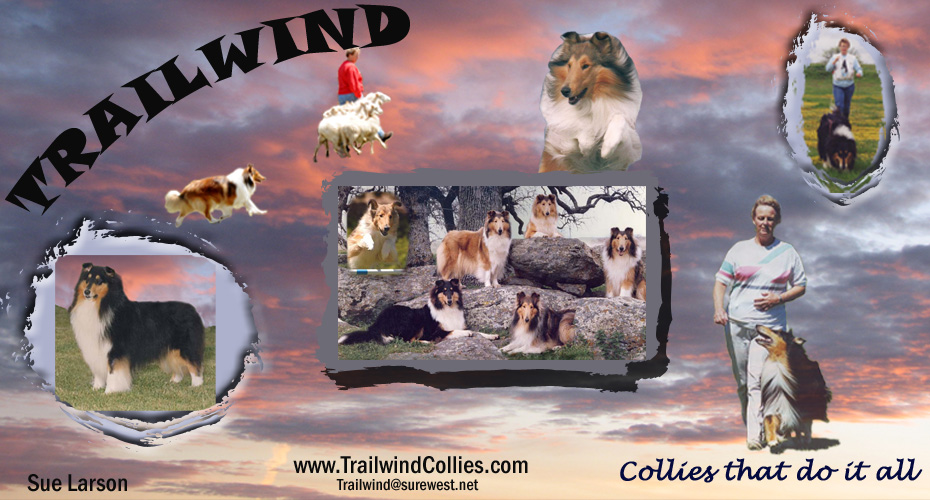 Trailwind Collies -- Trailwind Fairways Fast Forward, TD, PT, AX, AXJ, OF