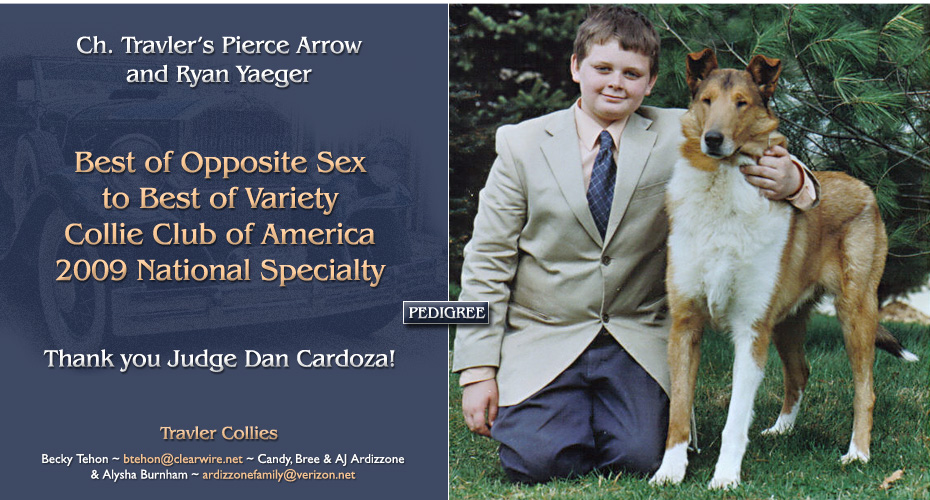 Travler Collies -- CH Travler's Pierce Arrow