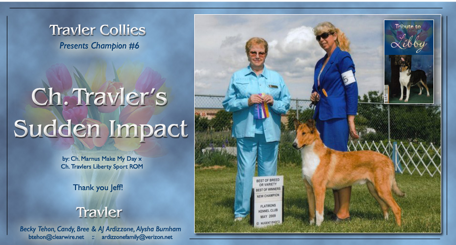 Travler Collies -- CH Travler's Sudden Impact