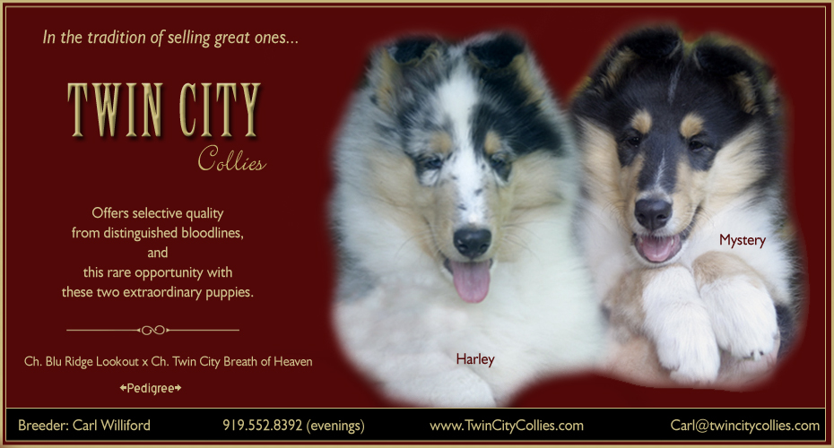 Twin City Collies