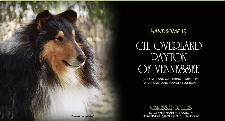 Vennessee Collies -- CH Overland Payton Of Vennessee
