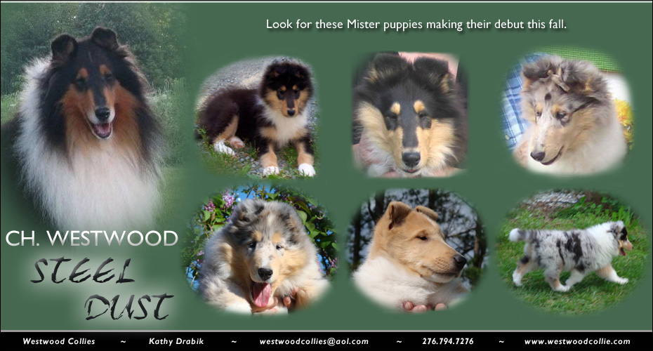 Kamille Collies -- Kamille's Winds Of Change