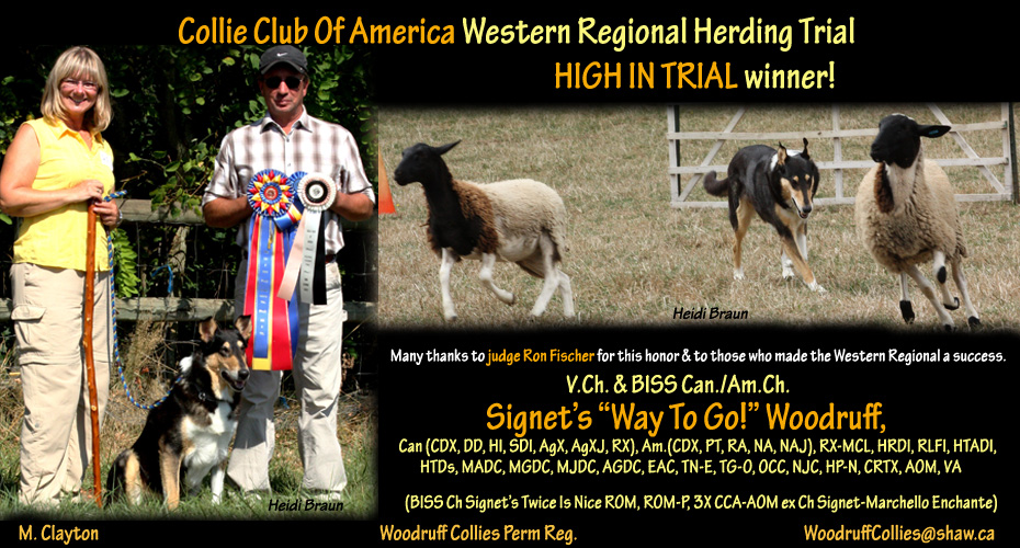 Woodruff Collies -- V.Ch. & BISS Am./Can.Ch. Signet's "Way To Go!" Woodruff, Can.(DD, HI, SDI,CDX, AgX, AgXJ, RX), Am.(CDX, PT, RA, NA, NAJ), RXMCL, STDs, HRDI, RLFI, HTADI, AGDC, MADC, MGDC, MJDC, EAC, TN-E, TG-O, OCC, NJC, HP-N, CGC, CRTX, VCX, VA, AOM