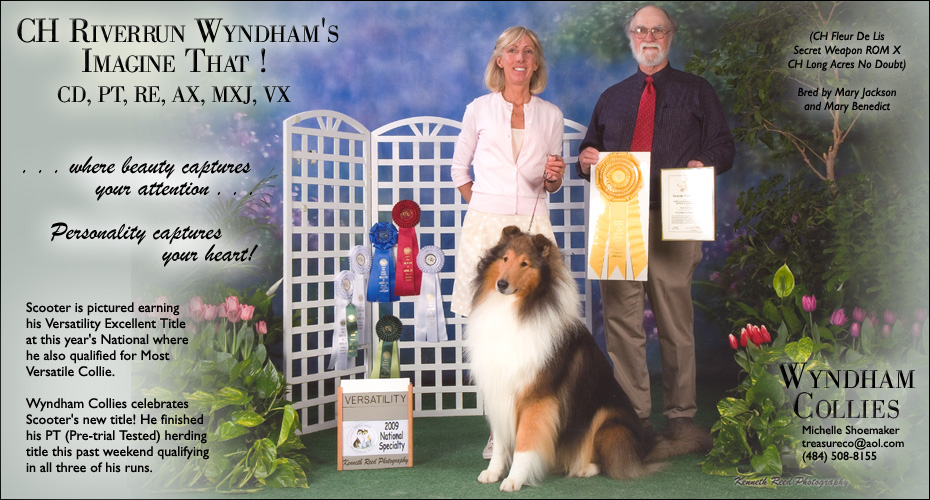Wyndham Collies -- CH Riverrun Wyndham's Imagine That! CD, PT, RE, AX, MXJ, VX