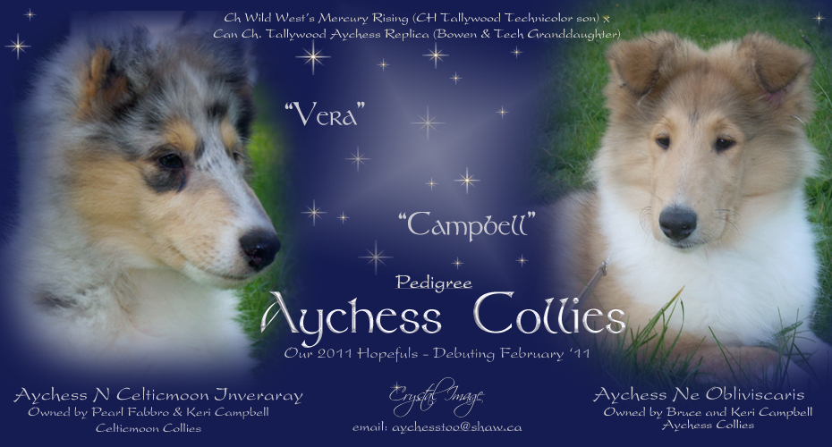Aychess Collies -- Aychess N Celticmoon Inveraray and Aychess Ne Obliviscaris