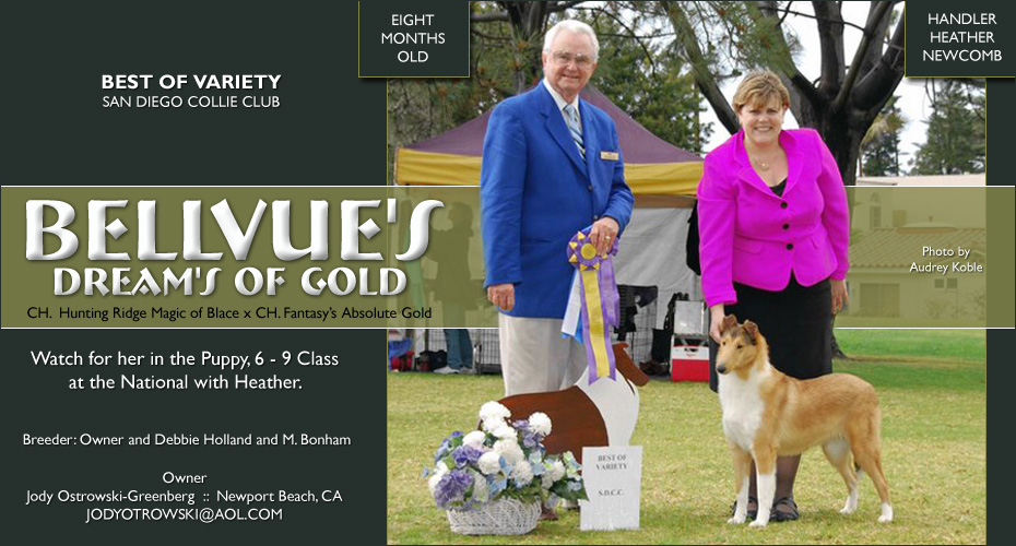 Bellvue Collies -- Bellvue's Dream's Of Gold