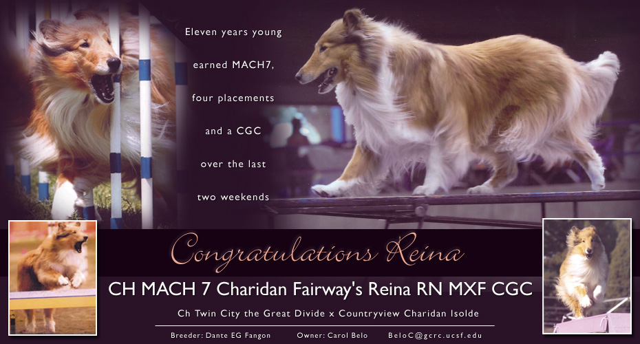 Carol Belo -- CH MACH 7 Charidan Fairway's Reina RN, MXF, CGC