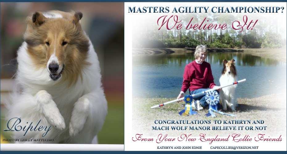 New England Collie Friends Congratulate Kathrun Ednie and MACH Wolf Manor Believe It Or Not
