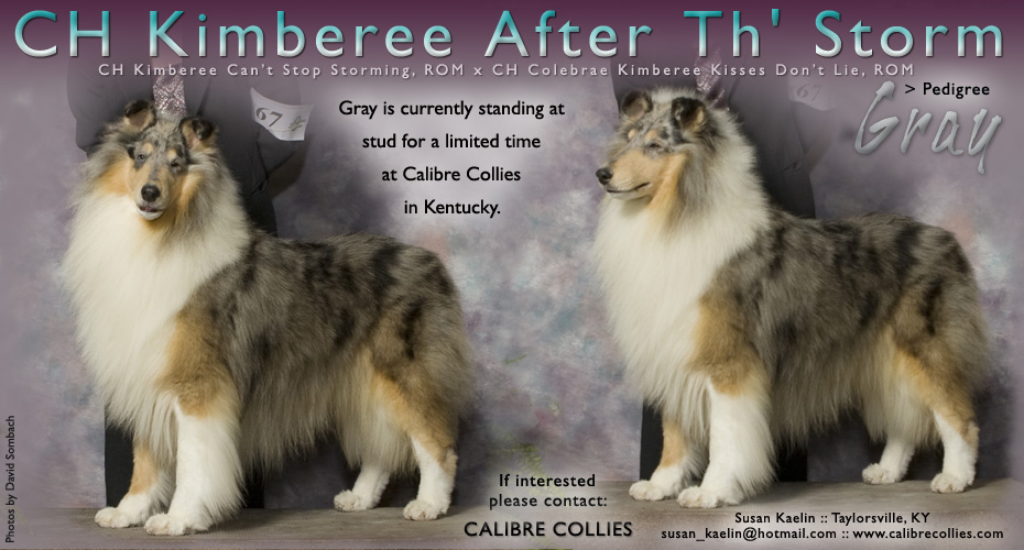 Calibre Collies -- CH Kimberee After Th' Storm
