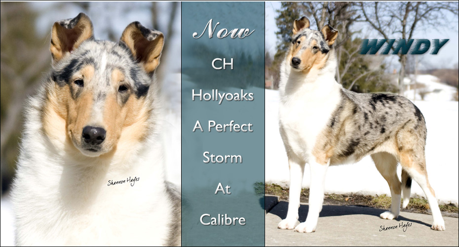 Calibre Collies -- CH Hollyoaks A Perfect Storm At Calibre