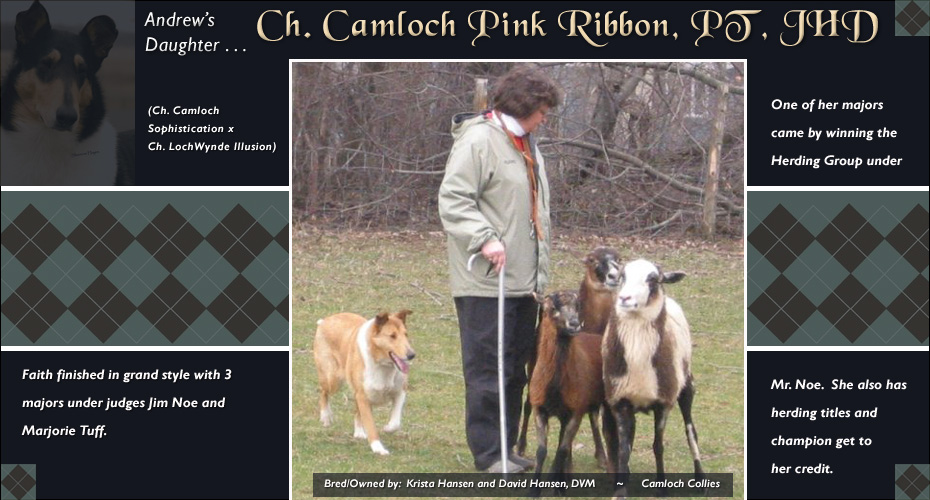 Camloch Collies  -- CH Camloch Pink Ribbon, PT, JHD