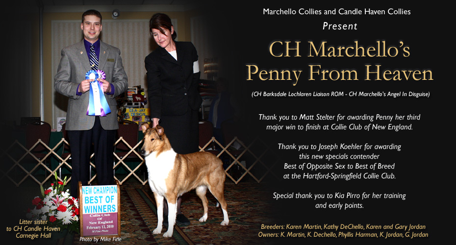 Marchello Collies / Candle Haven Collies -- CH Marchello's Penny From Heaven