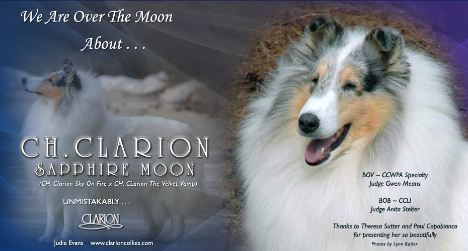 Clarion Collies -- CH Clarion Sapphire Moon