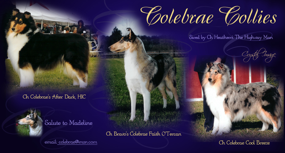 Colebrae Collies -- CH Colebrae's After Dark, HIC, CH Bravo's Colebrae Faith O'Tercan and CH Colebrae Cool Breeze