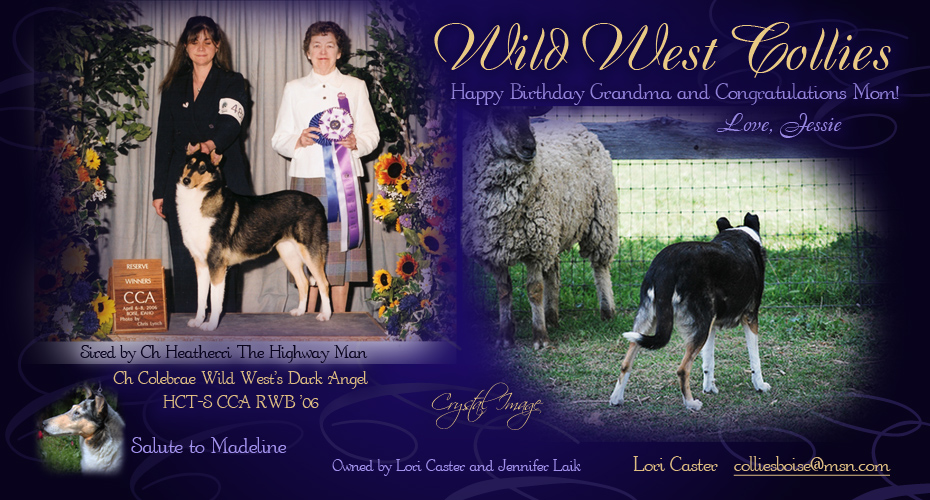 Wild West Collies -- CH Colebrae Wild West's Dark Angel HCT-S