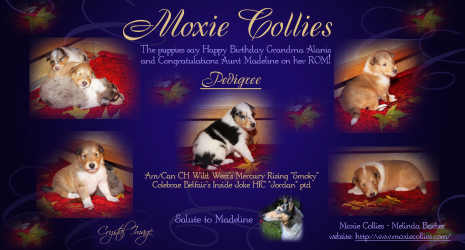 Moxie Collies 