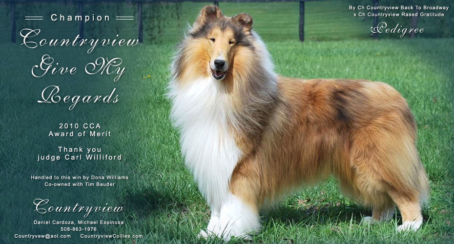 Countryview Collies -- CH Countryview Give My Regards