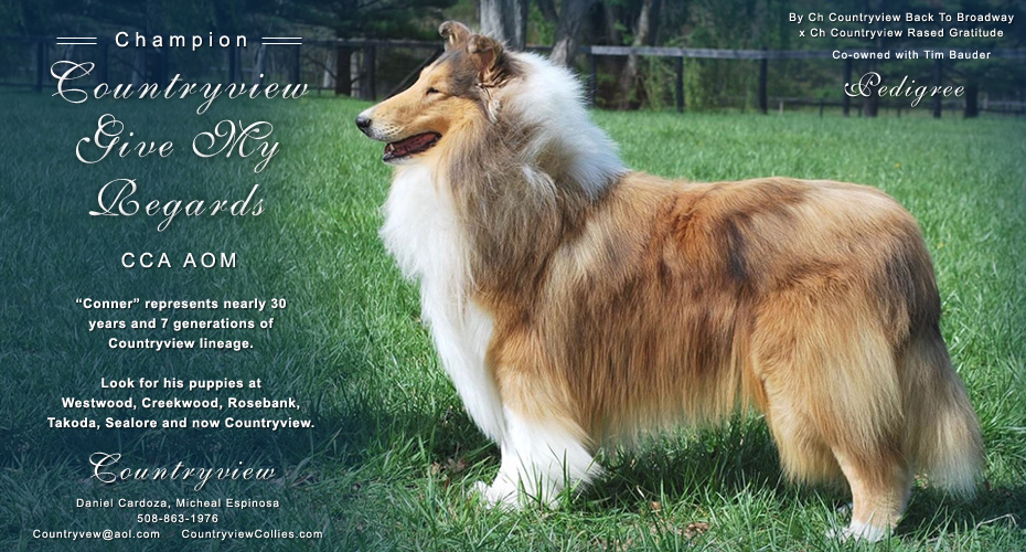 Countryview Collies -- CH Countryview Give My Regards