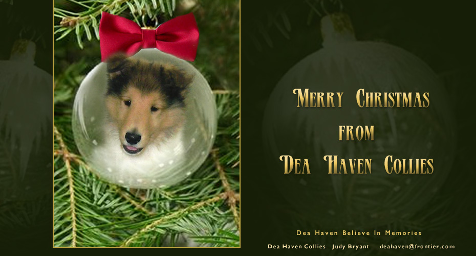 Dea Haven Collies -- Dea Haven Believe In Memories