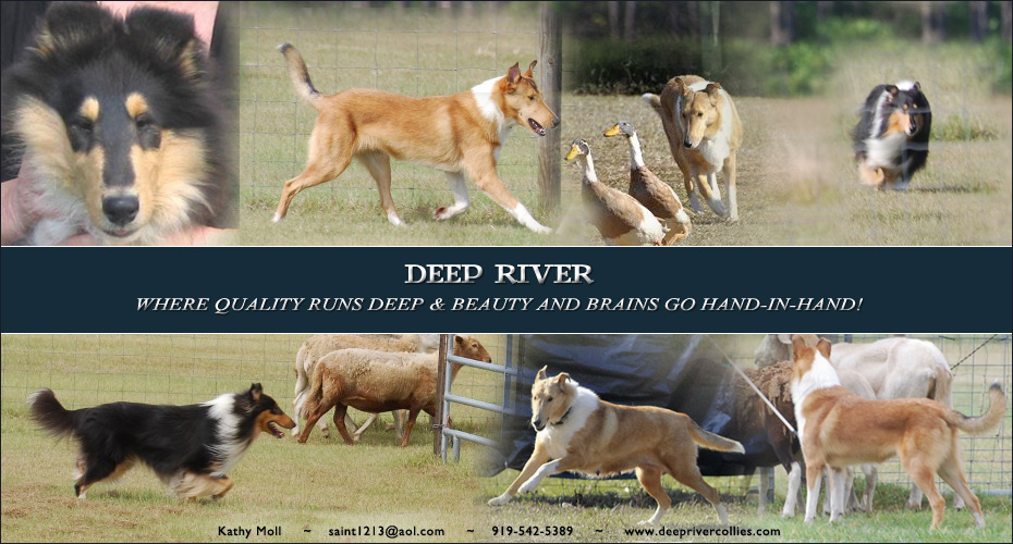 Deep River Collies