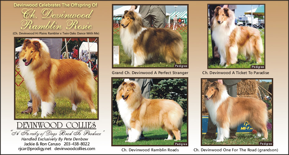 Devinwood Collies -- GCH Devinwood A Perfect Stranger, CH Devinwood A Ticket To Paradise, CH Devinwood Ramblin Roads and CH Devinwood One For The Road
