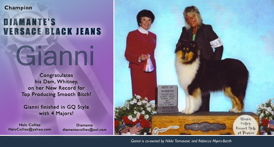Halo Collies / Diamante Collies -- CH Diamante's Versace Black Jeans