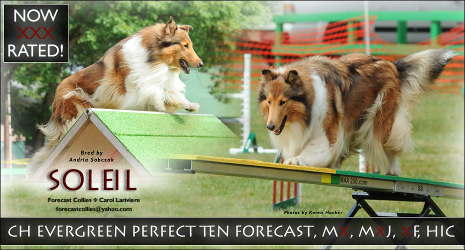 Forecast Collies -- CH Evergreen Perfect Ten Forecast, MX, MXJ, XF, HIC