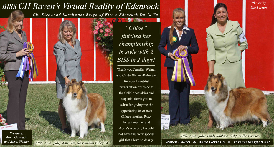 Raven Collies -- CH Raven's Virtual Reality Of Edenrock