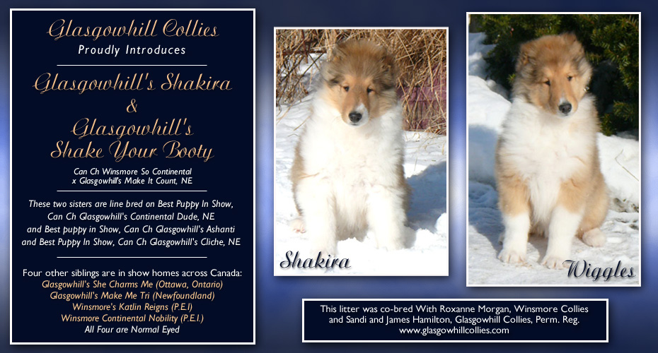 Glasgowhill Collies -- Glasgowhill's Shakira and Glasgowhill's Shake Your Booty