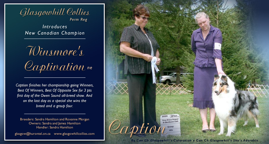 Glasgowhill Collies -- CAN CH Winsmore's Captivation