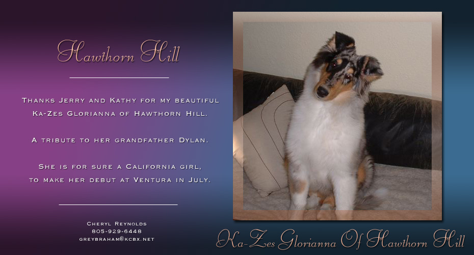 Hawthorn Hill Collies -- Tribute to CH KaZe's Tangled Up In Blue ROM -- Ka-Zes Glorianna Of Hawthorn Hill