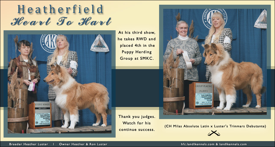 Heatherfield Collies -- Heatherfield Heart To Hart