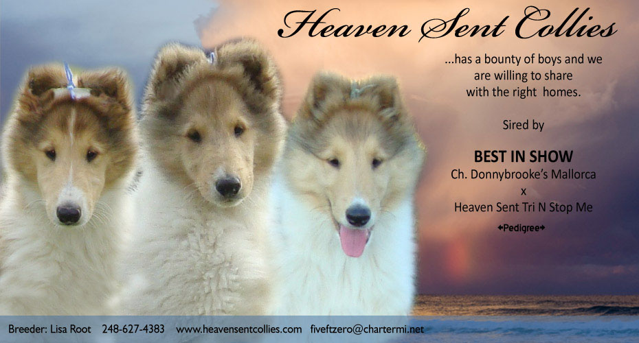 Heaven Sent Collies 