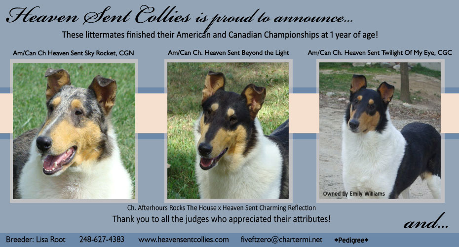Heaven Sent Collies -- AM/CAN CH Heaven Sent Sky Rocket, CGN, AM/CAN CH Heaven  Sent Beyond The Light, AM/ CAN CH Heaven Sent Twilight Of My Eye. CGC