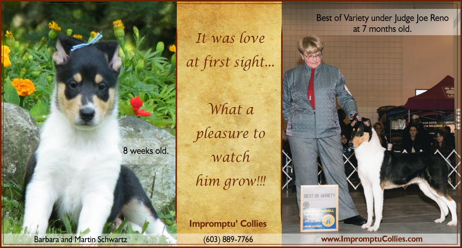 Impromptu' Collies --  Impromptu's Afterhours Knight Templar