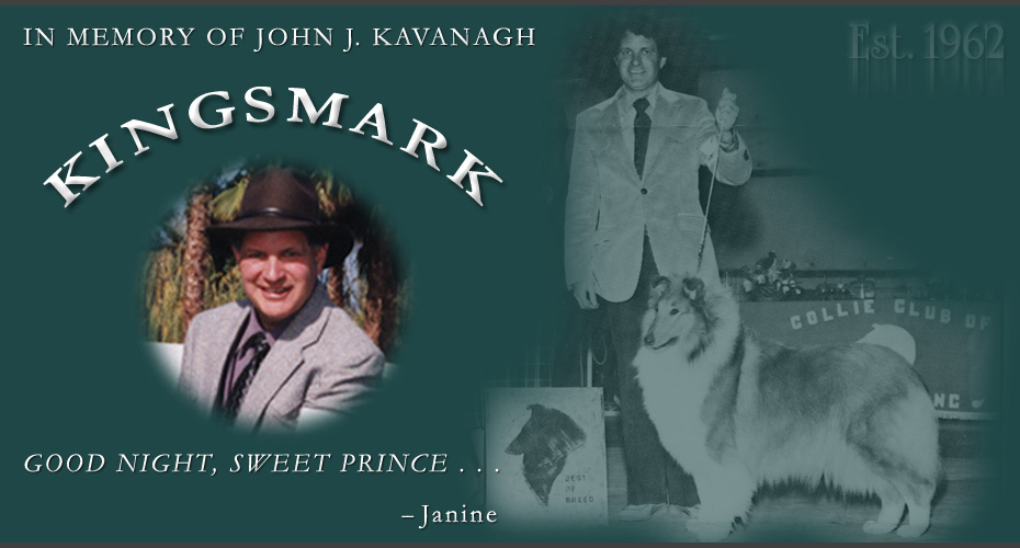 Incandescent Collies -- In loving memory of John Kavanagh, Kingsmark Collies