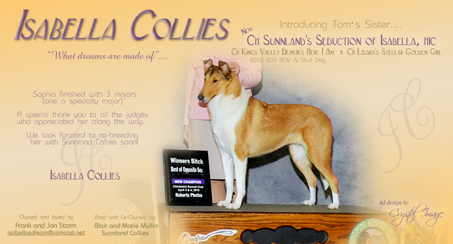 Isabella Collies -- CH Sunnland's Seduction Of Isabella, HIC