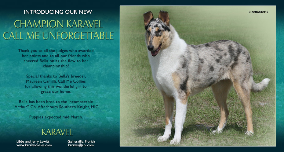 Karavel Collies -- CH Karavel Call Me Unforgettable