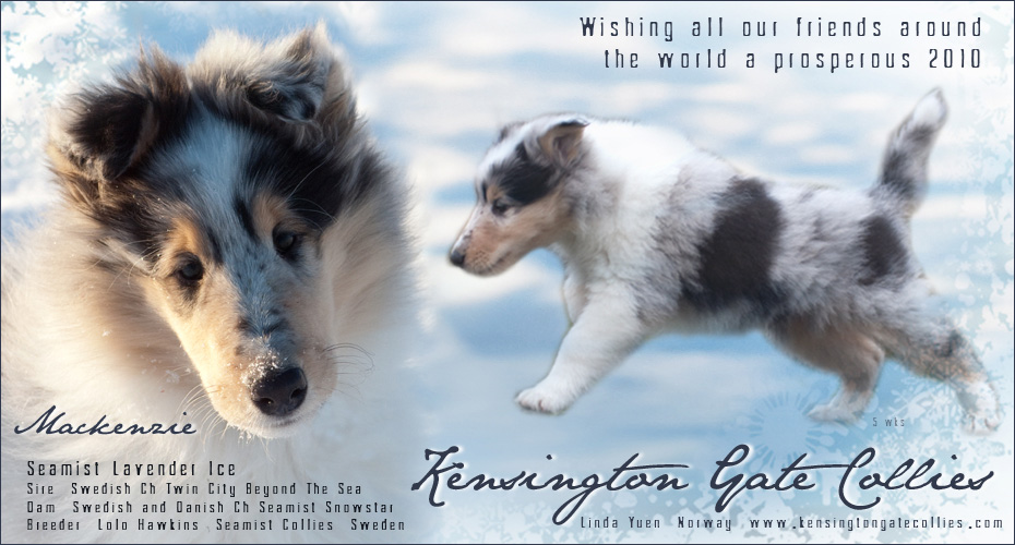 Kensington Gate Collies -- Seamist Lavender Ice