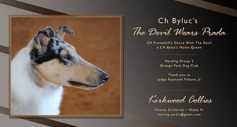 Kirkbride Collies -- Byluc's The Devil Wears Prada